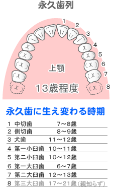 永久歯列と永久歯に生え変わる時期
