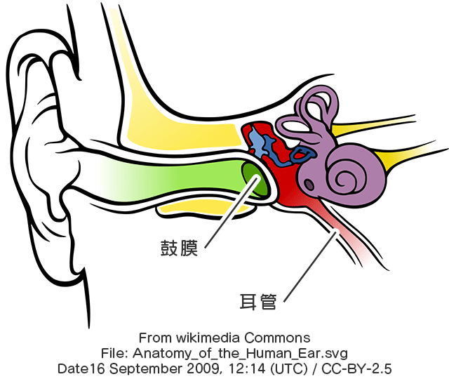 “耳の構造と耳つまり