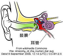 “耳の構造と耳つまり