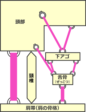 “顎関節症が原因の肩こり・首の痛み