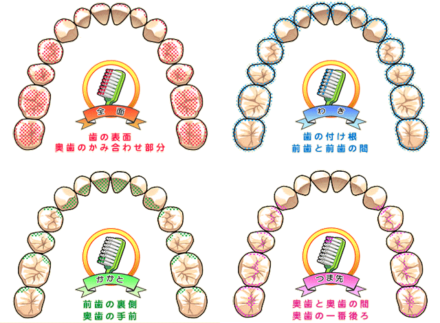 歯ブラシの部位と磨ける場所