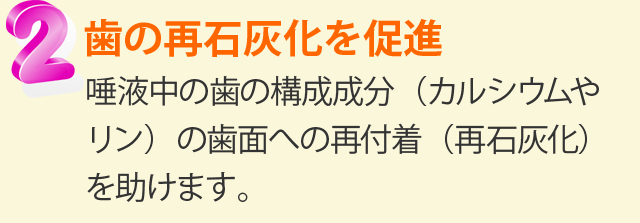 フッ素の３大虫歯予防効果。２、歯の再石灰化を促進