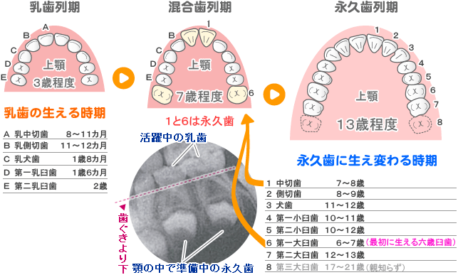 乳歯から永久歯に生え変わる時期