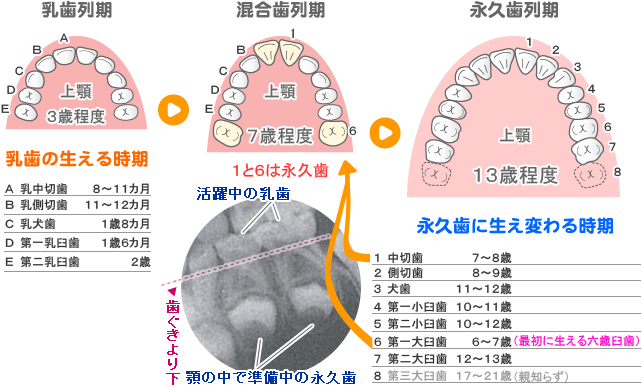 小児歯科 | 前橋市の歯医者さん「青柳歯科クリニック」